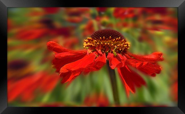 red flower splash Framed Print by Heather Newton
