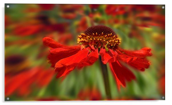 red flower splash Acrylic by Heather Newton