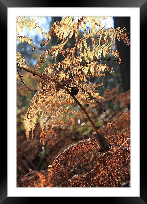 Autumn fern Framed Mounted Print by Catherine Joanne Watkins