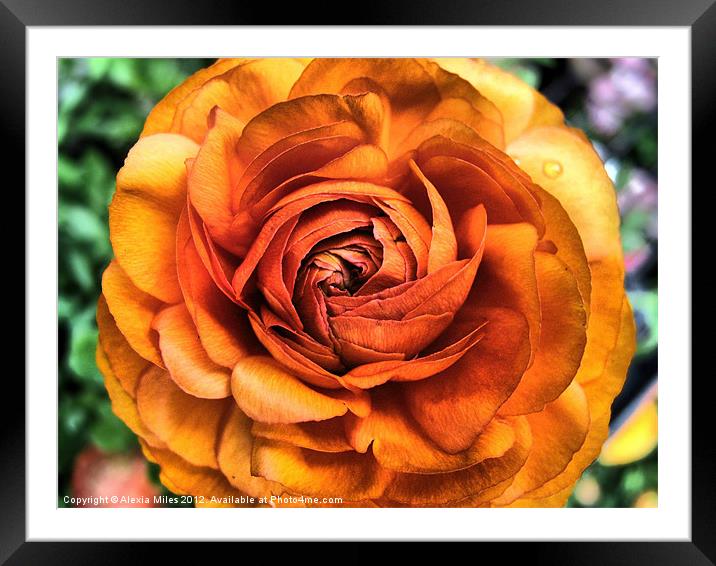 Beautful Orange Framed Mounted Print by Alexia Miles