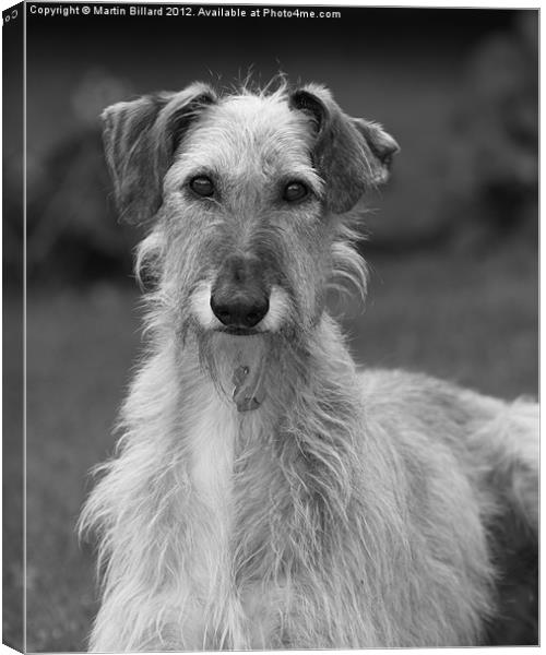 Rough Coated Lurcher Canvas Print by Martin Billard