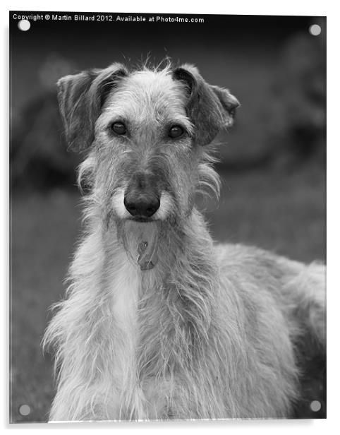 Rough Coated Lurcher Acrylic by Martin Billard