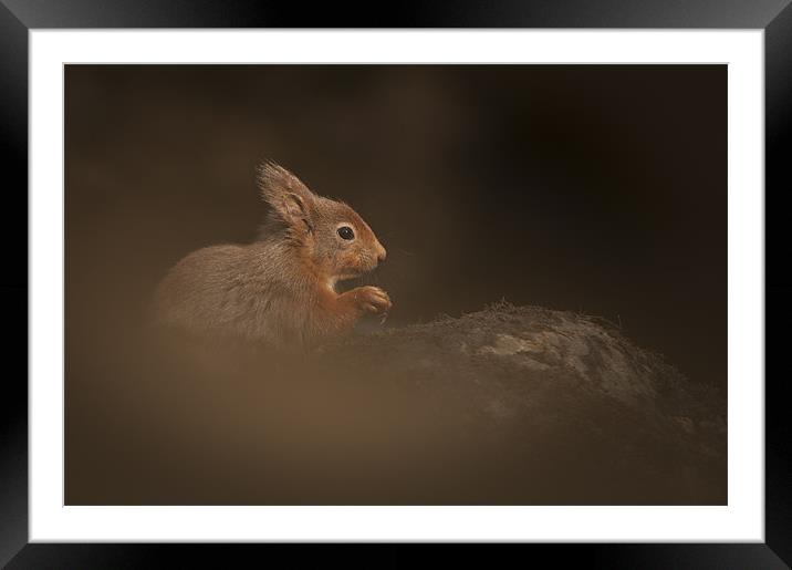 Red Squirrel Framed Mounted Print by Natures' Canvas: Wall Art  & Prints by Andy Astbury