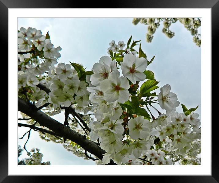 Apple blossom Framed Mounted Print by Sharon Lisa Clarke