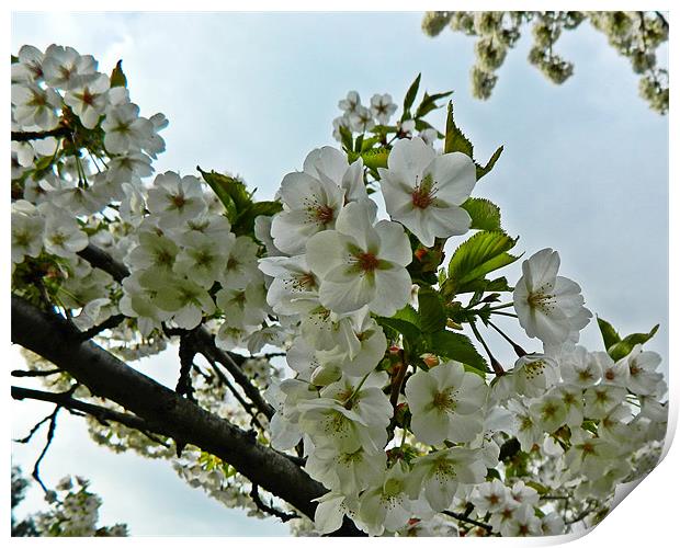 Apple blossom Print by Sharon Lisa Clarke