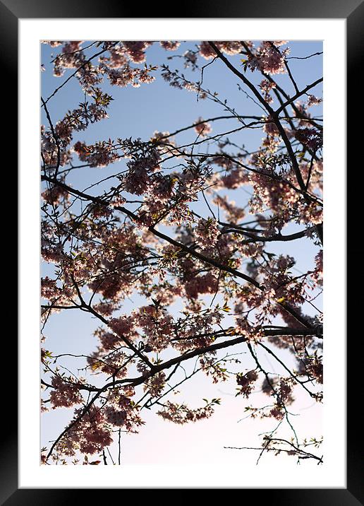 Backlit flowers in spring Framed Mounted Print by Dave Livsey