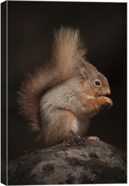 Red Squirrel Canvas Print by Natures' Canvas: Wall Art  & Prints by Andy Astbury