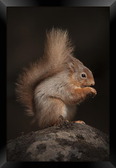 Red Squirrel Framed Print by Natures' Canvas: Wall Art  & Prints by Andy Astbury