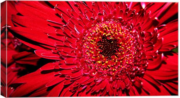 Red Gerbera close up Canvas Print by Beth Powell