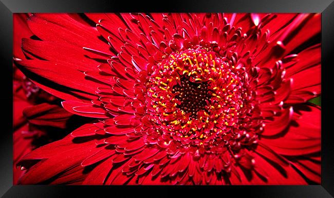Red Gerbera close up Framed Print by Beth Powell