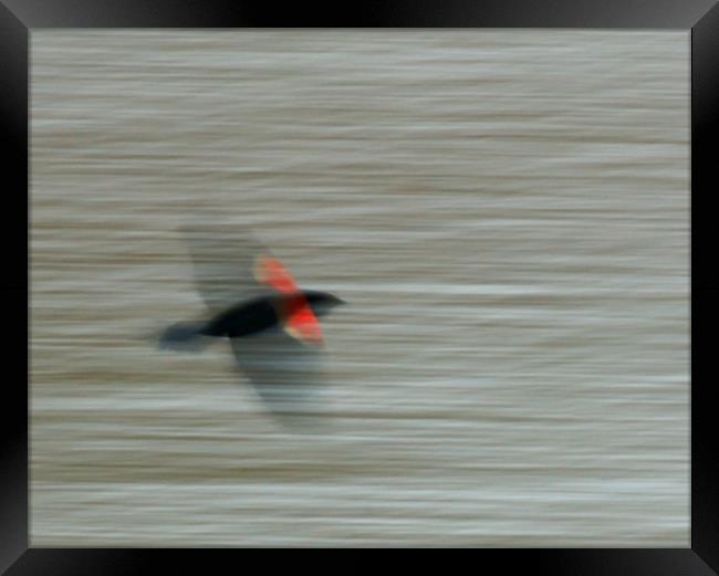 Blackbird Blur Framed Print by Bryan Olesen