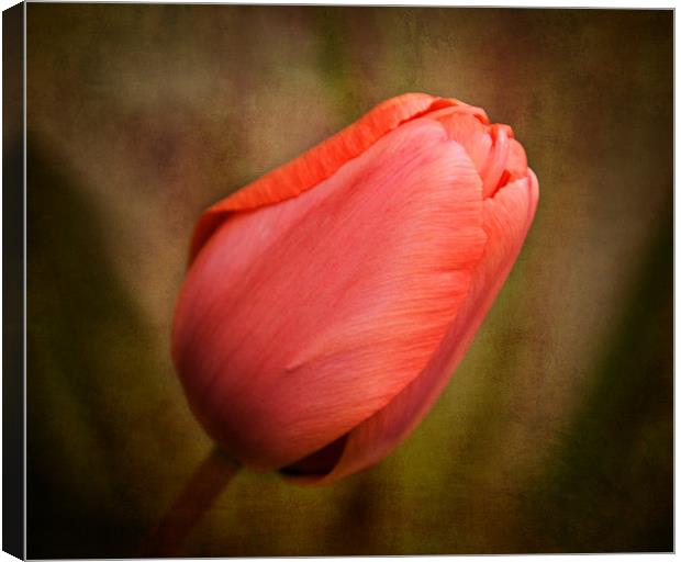 Tulip Canvas Print by karen shivas