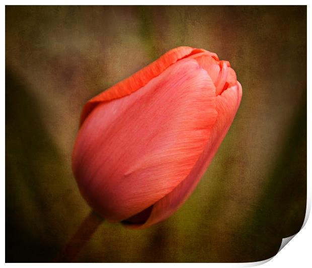 Tulip Print by karen shivas