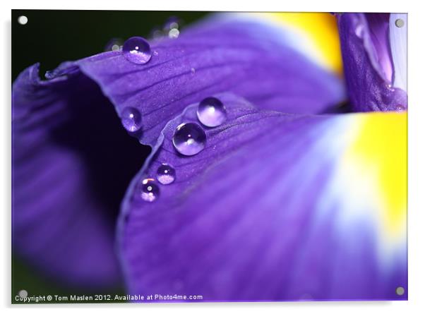 Iris Drops Acrylic by Tom Maslen