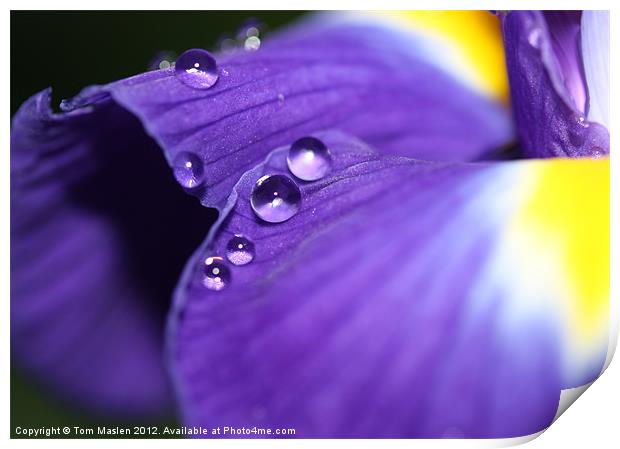 Iris Drops Print by Tom Maslen