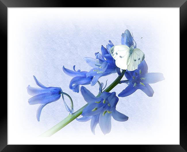 Bluebells and Butterfies Framed Print by Sharon Lisa Clarke