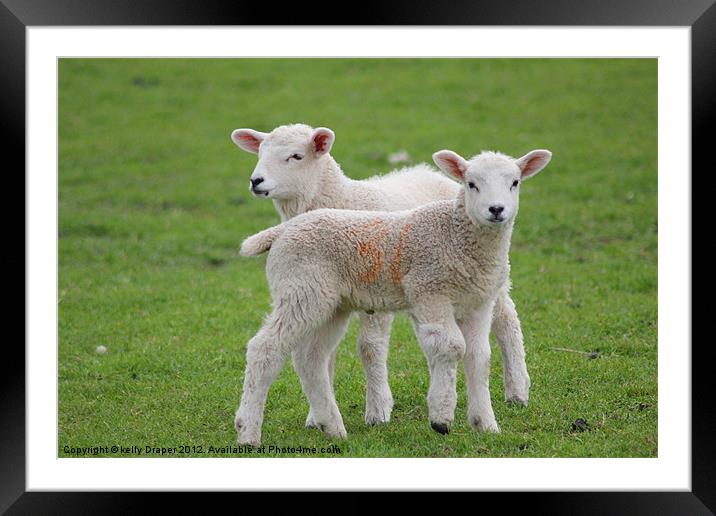 Who Ewe looking At!! Framed Mounted Print by kelly Draper