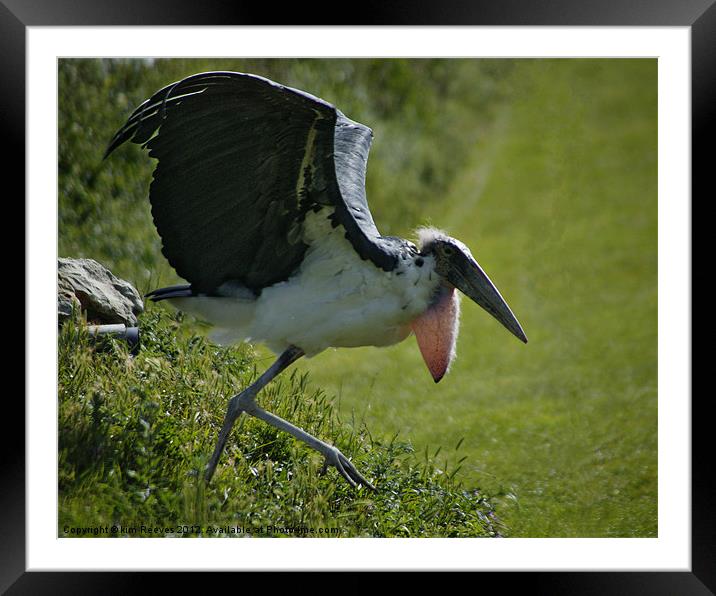 maribu stork Framed Mounted Print by kim Reeves