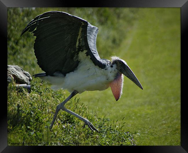 maribu stork Framed Print by kim Reeves