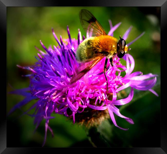 closeup wasp on purple flower Framed Print by Danny Martin