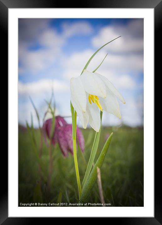 Snake's Head Fritillary Framed Mounted Print by Danny Callcut