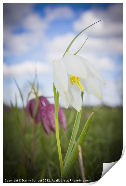 Snake's Head Fritillary Print by Danny Callcut