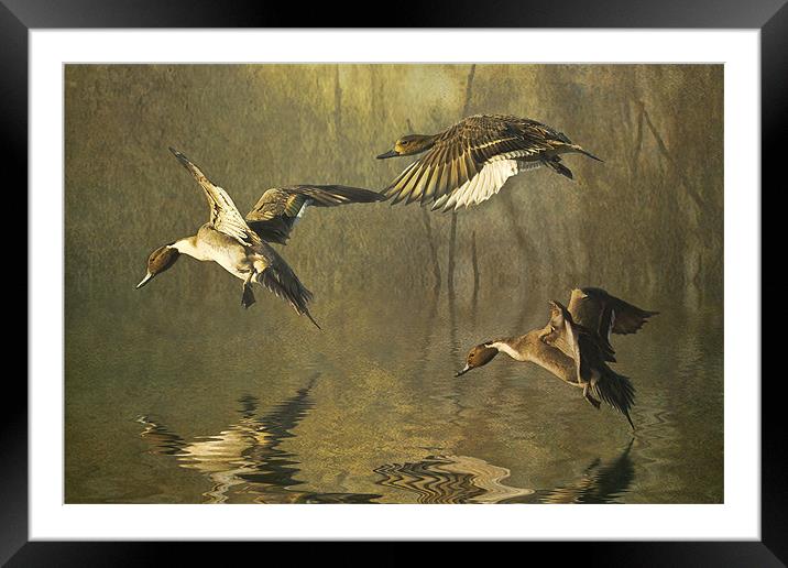 Pintails Framed Mounted Print by Brian Tarr
