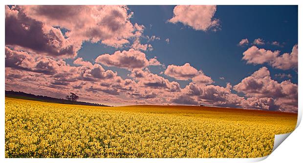 Spring Field Print by David Borrill