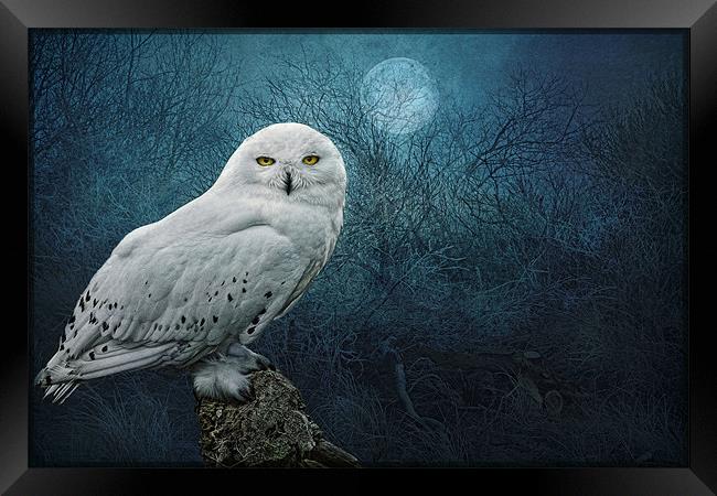 Night Owl Framed Print by Brian Tarr