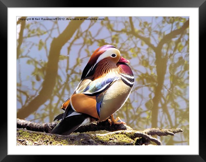 Mandarin Duck Framed Mounted Print by Neil Ravenscroft