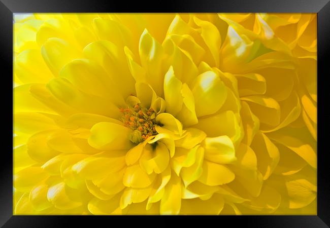 Yellow Dahlia Bloom Framed Print by Kevin Tate