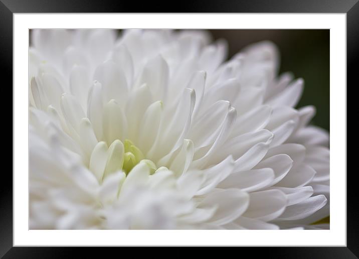 White Dahlia Flower Framed Mounted Print by Kevin Tate
