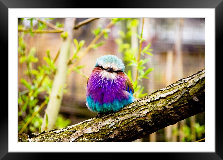 Lilac-Breasted Roller Framed Mounted Print by john walker