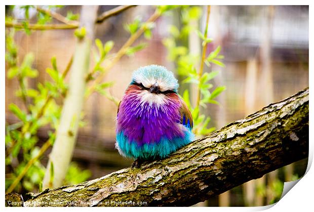 Lilac-Breasted Roller Print by john walker