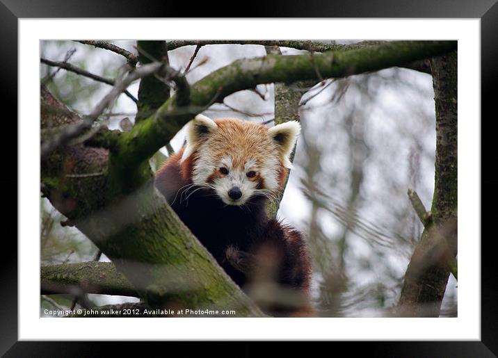 Red Panda Framed Mounted Print by john walker