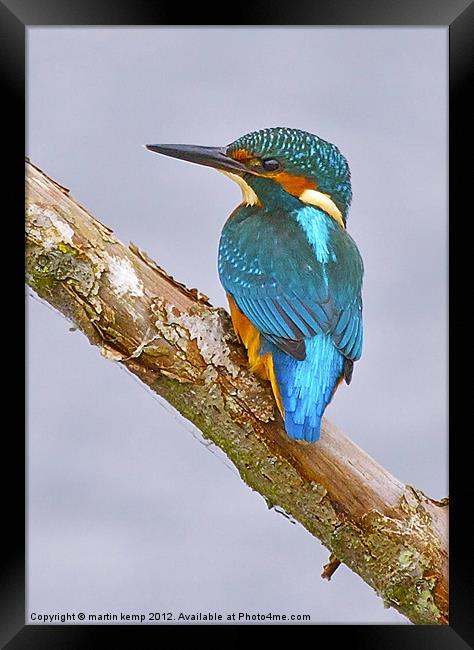Kingfisher Framed Print by Martin Kemp Wildlife
