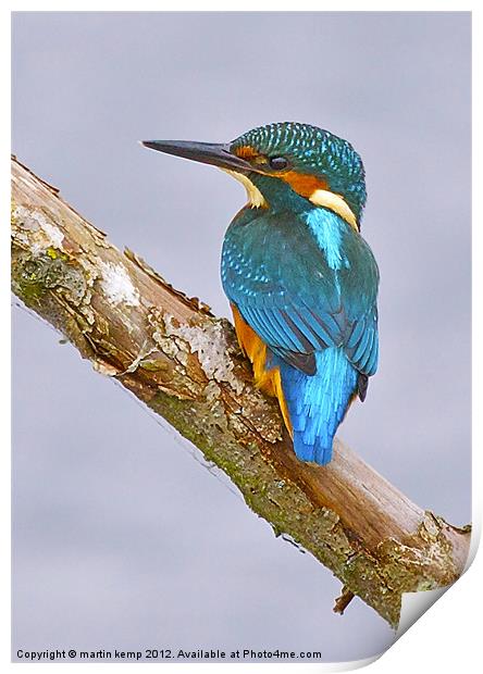 Kingfisher Print by Martin Kemp Wildlife