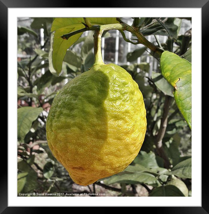 Lemon Drop Framed Mounted Print by Susie Hawkins