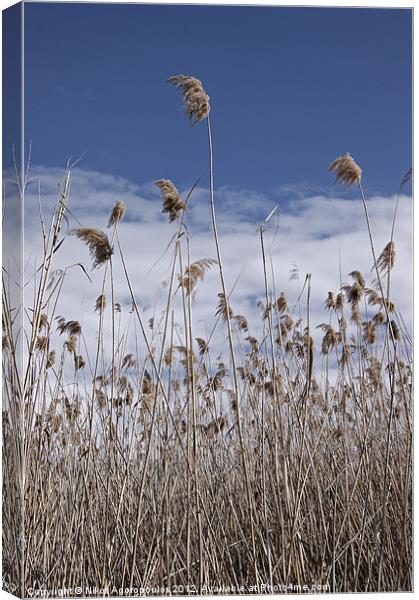 Windswept reeds 3 Canvas Print by Alfani Photography
