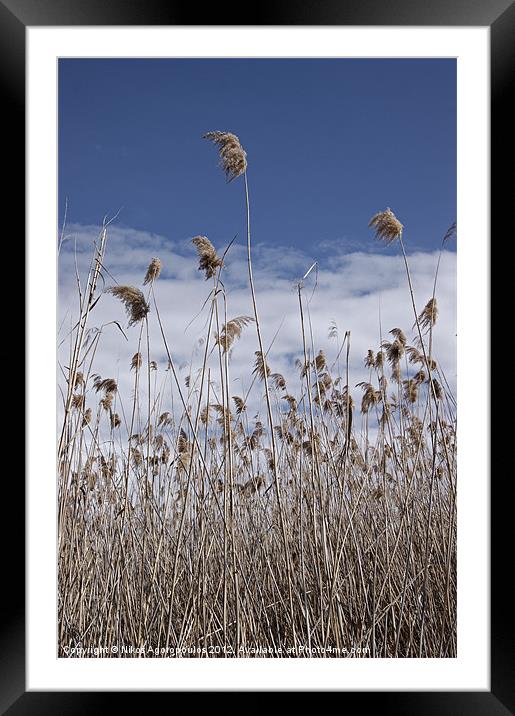 Windswept reeds 3 Framed Mounted Print by Alfani Photography