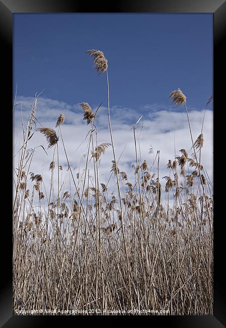 Windswept reeds 3 Framed Print by Alfani Photography