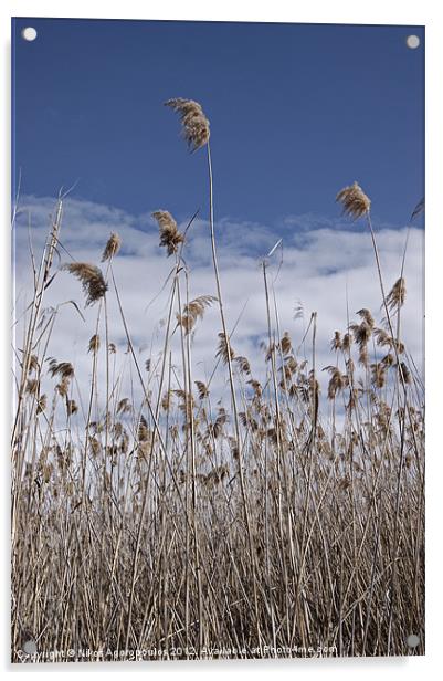 Windswept reeds 3 Acrylic by Alfani Photography