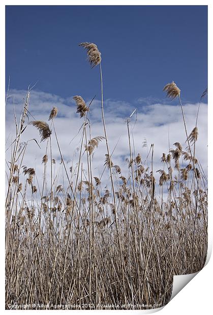 Windswept reeds 3 Print by Alfani Photography