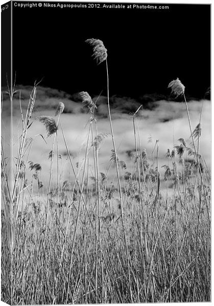Windswept reeds 4 Canvas Print by Alfani Photography