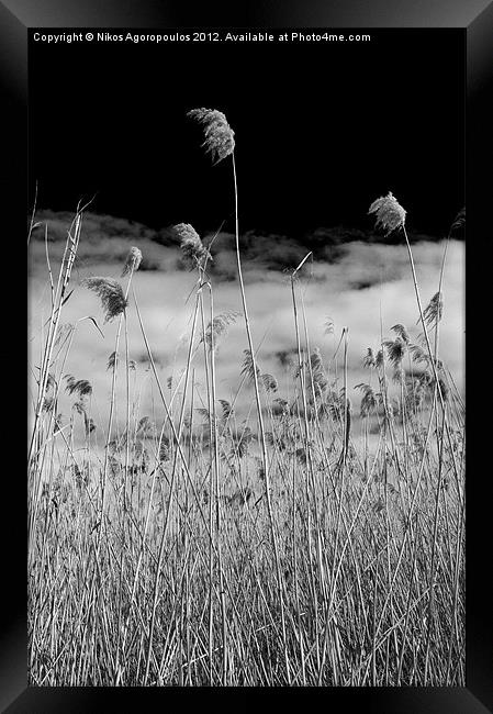 Windswept reeds 4 Framed Print by Alfani Photography