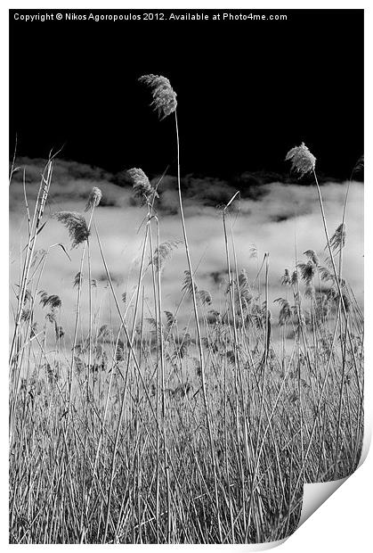 Windswept reeds 4 Print by Alfani Photography