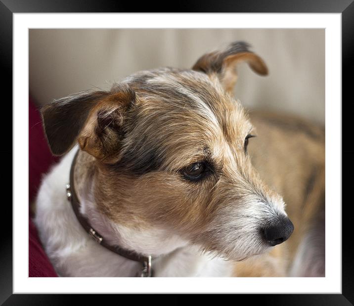 Portrait of a Terrier Framed Mounted Print by Jennie Franklin