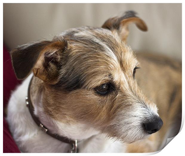 Portrait of a Terrier Print by Jennie Franklin
