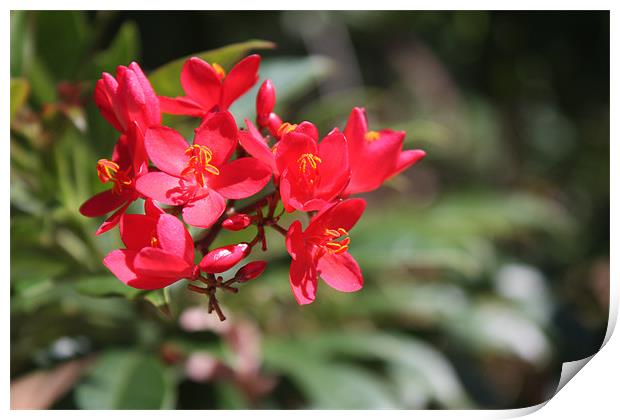 Summer flowers Print by Albert Gallant