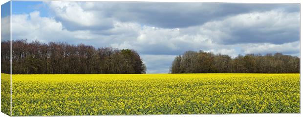 Field of Colour Canvas Print by Donna Collett